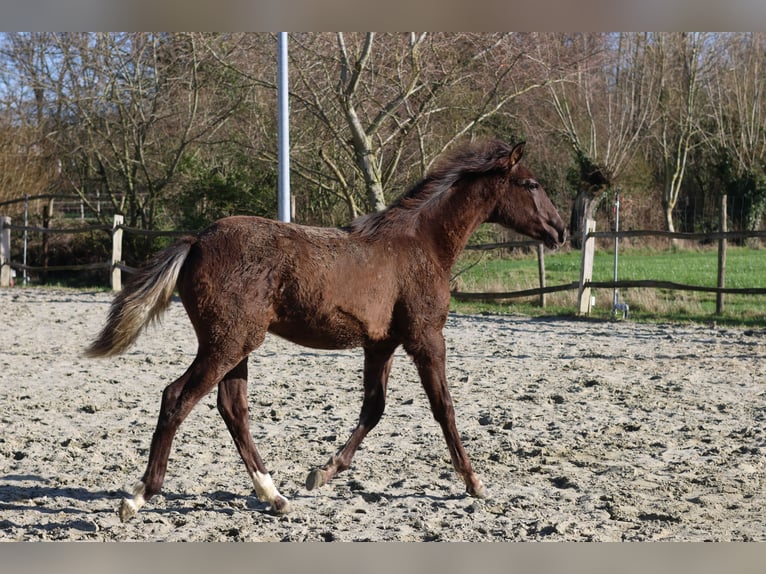 Caballo de deporte español Yegua 1 año 149 cm Negro in Aartrijke