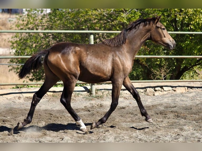 Caballo de deporte español Yegua 1 año 150 cm Bayo in Navas Del Madroño