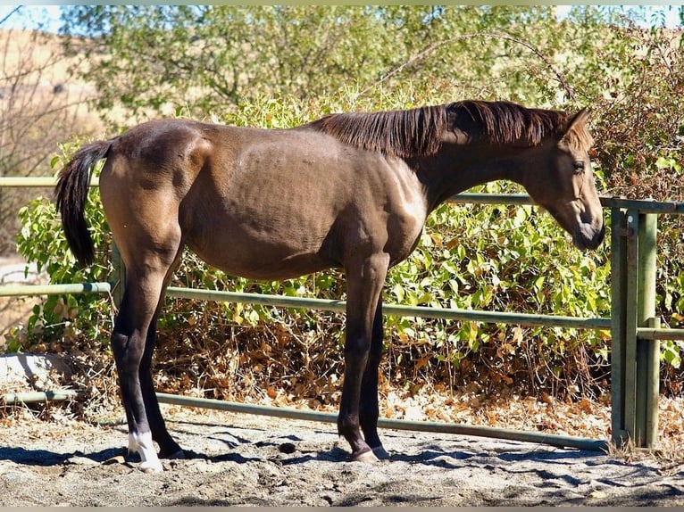 Caballo de deporte español Yegua 1 año 150 cm Bayo in Navas Del Madroño