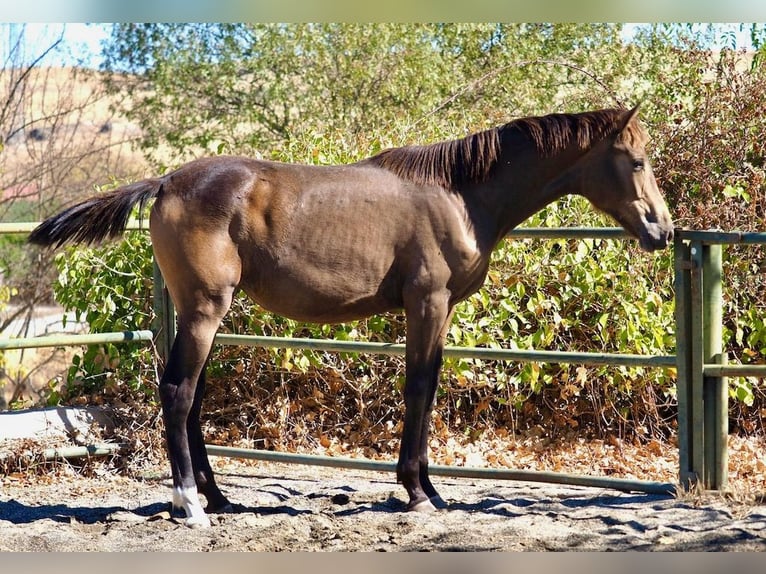 Caballo de deporte español Yegua 1 año 150 cm Bayo in Navas Del Madroño