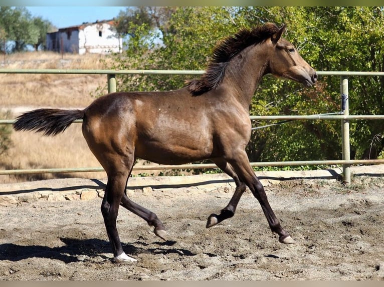 Caballo de deporte español Yegua 1 año 150 cm Bayo in Navas Del Madroño