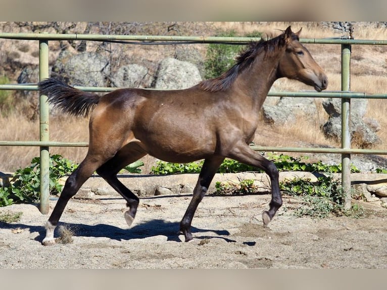 Caballo de deporte español Yegua 1 año 150 cm Bayo in Navas Del Madroño