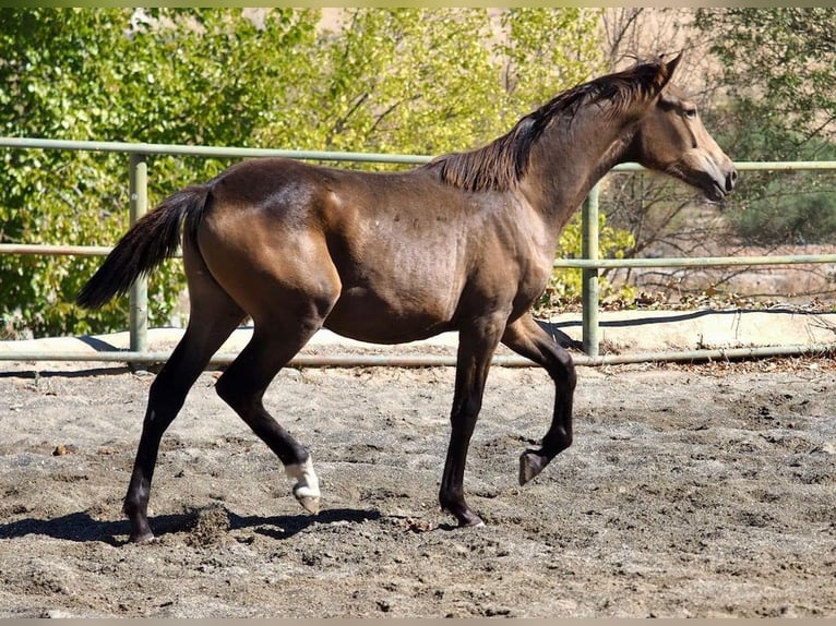 Caballo de deporte español Yegua 1 año 150 cm Bayo in Navas Del Madroño