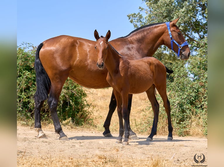 Caballo de deporte español Yegua 1 año 150 cm Castaño in Navalperal De Pinares