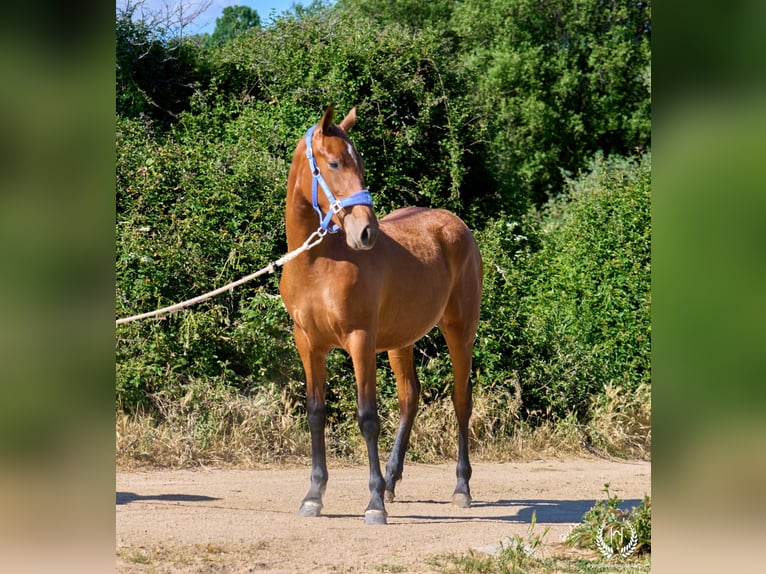 Caballo de deporte español Yegua 1 año 150 cm Castaño in Navalperal De Pinares