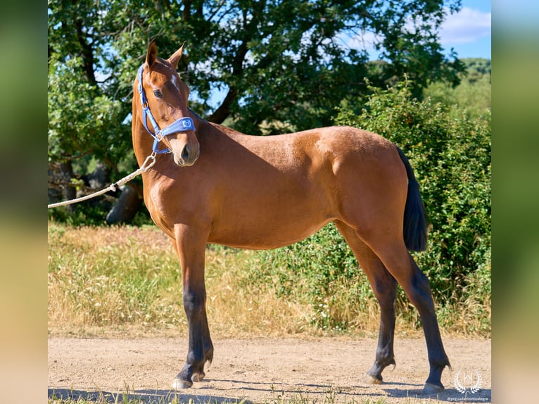 Caballo de deporte español Yegua 1 año 150 cm Castaño in Navalperal De Pinares