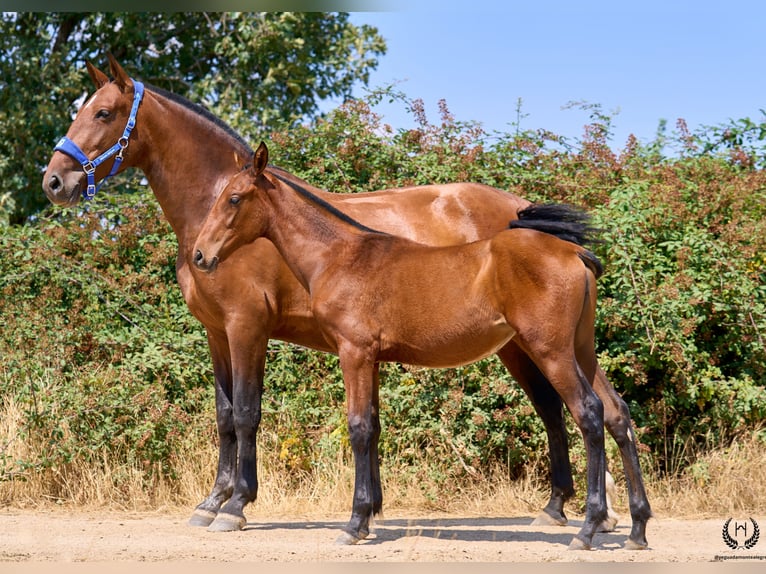 Caballo de deporte español Yegua 1 año 150 cm Castaño in Navalperal De Pinares