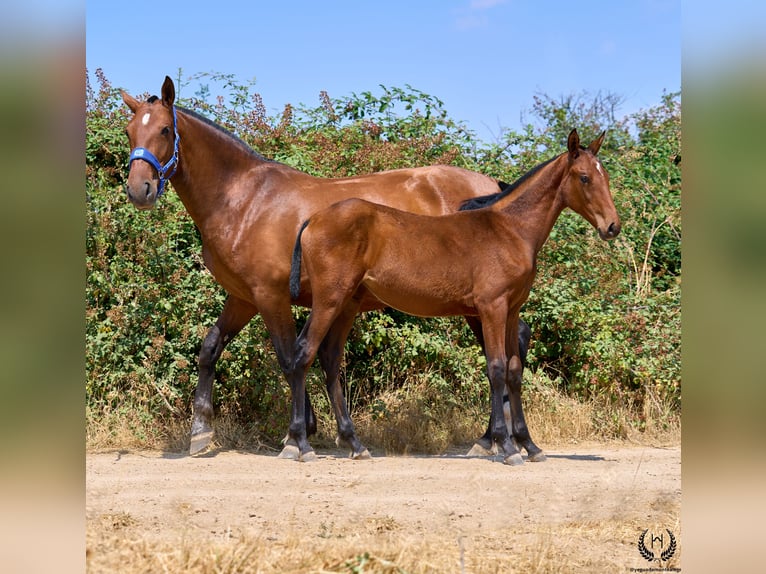 Caballo de deporte español Yegua 1 año 150 cm Castaño in Navalperal De Pinares