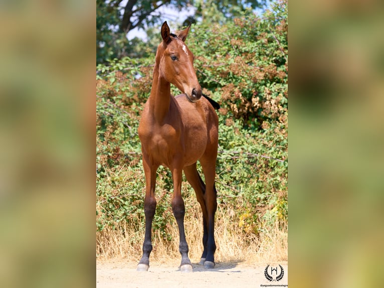 Caballo de deporte español Yegua 1 año 150 cm Castaño in Navalperal De Pinares