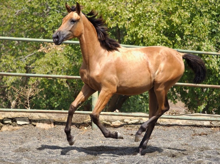 Caballo de deporte español Yegua 1 año 153 cm Buckskin/Bayo in NAVAS DEL MADRONO