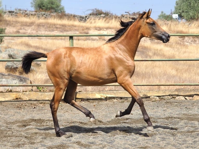 Caballo de deporte español Yegua 1 año 153 cm Buckskin/Bayo in NAVAS DEL MADRONO