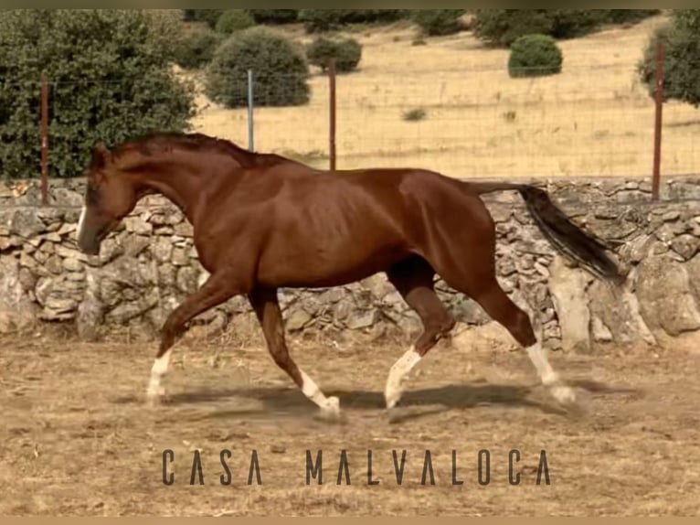 Caballo de deporte español Yegua 1 año Alazán-tostado in Avila