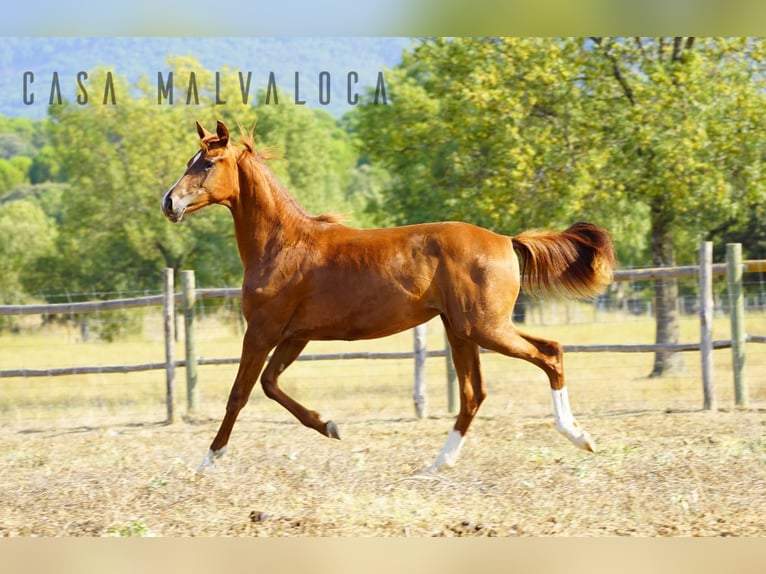 Caballo de deporte español Yegua 1 año Alazán-tostado in Avila