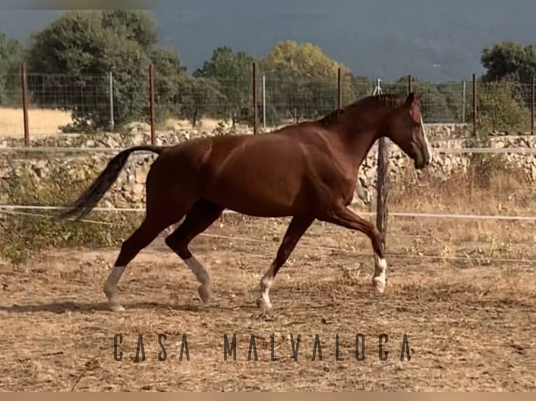 Caballo de deporte español Yegua 1 año Alazán-tostado in Avila