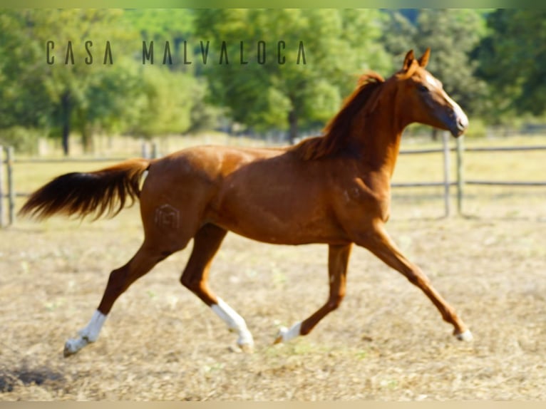 Caballo de deporte español Yegua 1 año Alazán-tostado in Avila