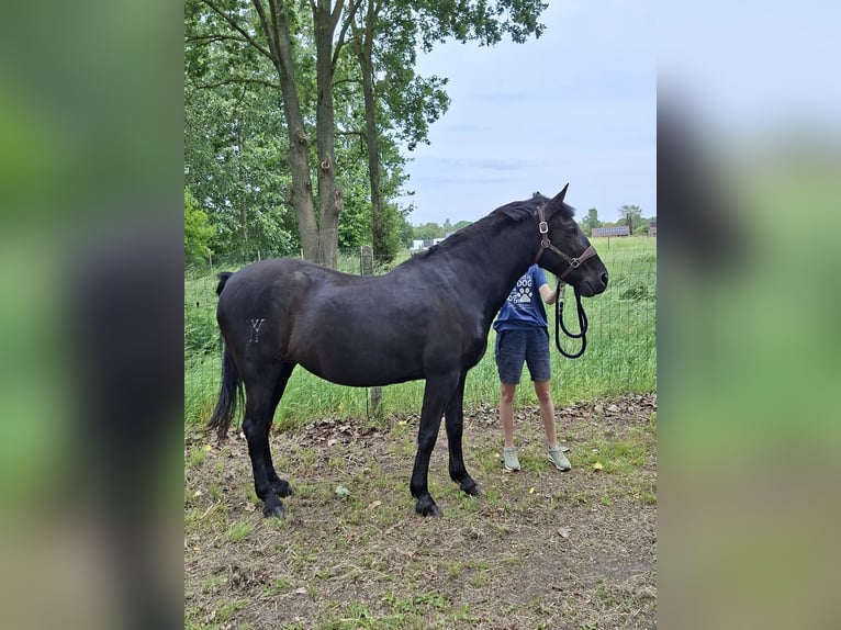 Caballo de deporte español Yegua 20 años 154 cm Negro in Boortmeerbeek