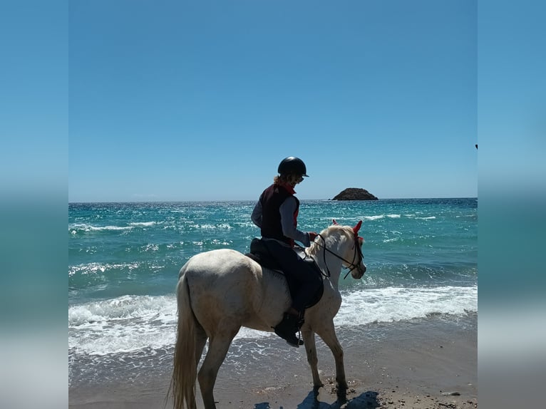 Caballo de deporte español Yegua 24 años 165 cm White/Blanco in Molina De Segura