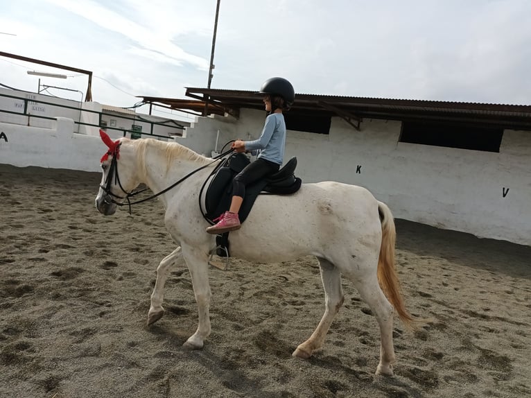 Caballo de deporte español Yegua 24 años 165 cm White/Blanco in Molina De Segura