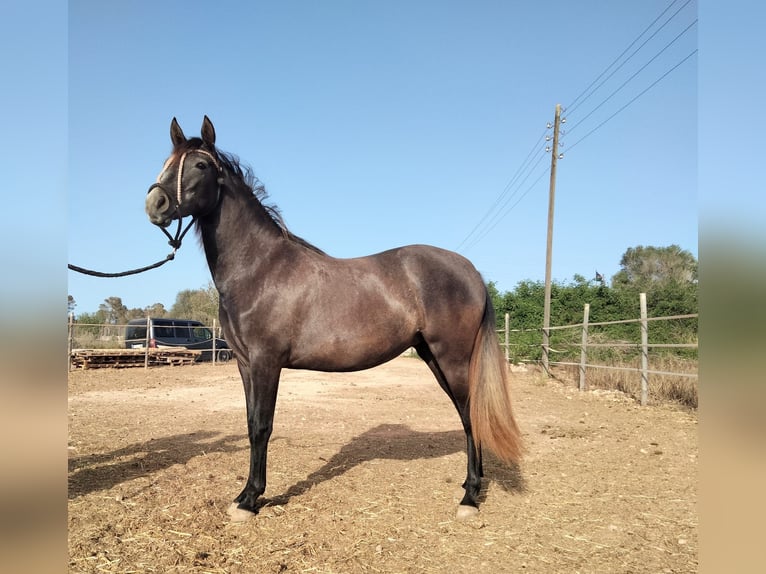 Caballo de deporte español Mestizo Yegua 2 años 130 cm Tordillo negro in Campos