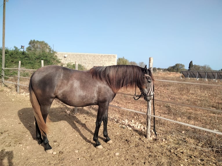 Caballo de deporte español Mestizo Yegua 2 años 130 cm Tordillo negro in Campos