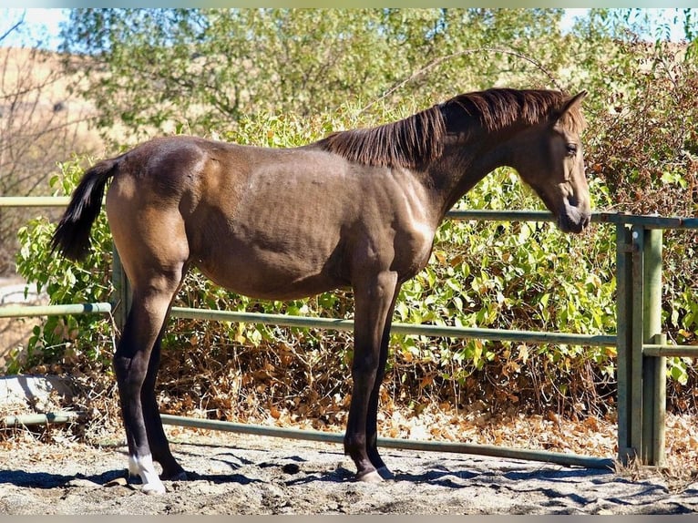 Caballo de deporte español Yegua 2 años 150 cm Bayo in Navas Del Madroño