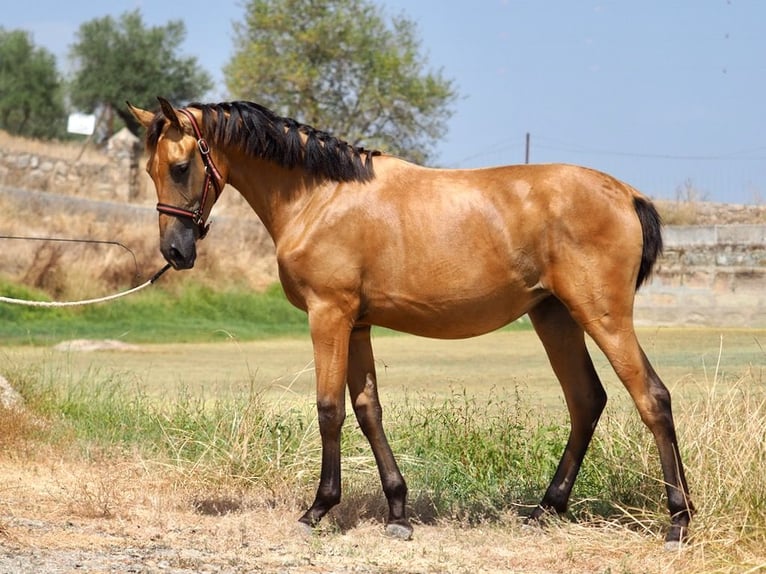 Caballo de deporte español Yegua 2 años 153 cm Buckskin/Bayo in NAVAS DEL MADRONO