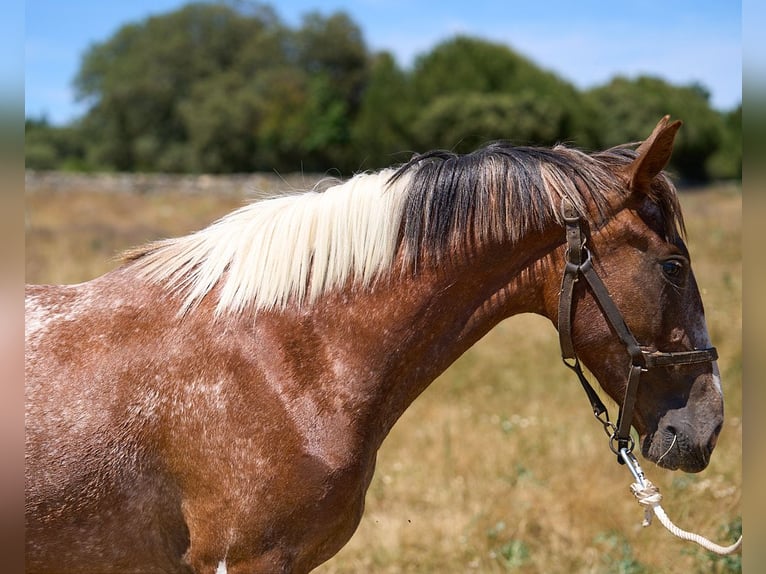 Caballo de deporte español Yegua 2 años 158 cm Tobiano-todas las-capas in Navalperal De Pinares