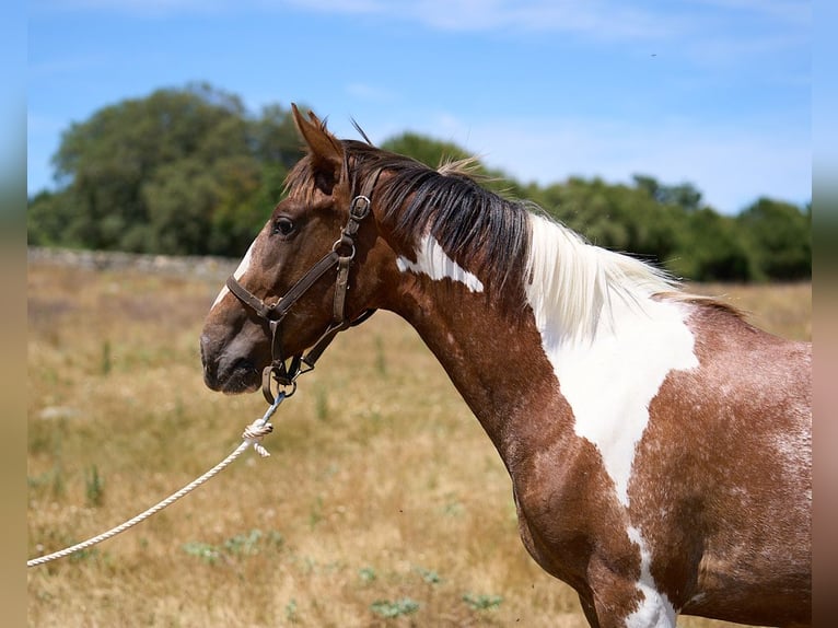 Caballo de deporte español Yegua 2 años 158 cm Tobiano-todas las-capas in Navalperal De Pinares