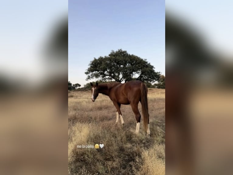 Caballo de deporte español Yegua 2 años 159 cm Alazán in Gerena