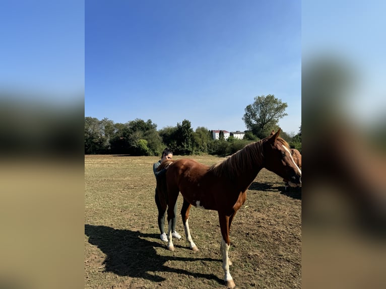 Caballo de deporte español Yegua 2 años 159 cm Alazán in Gerena