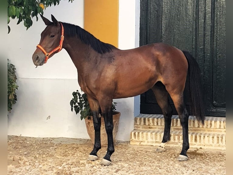 Caballo de deporte español Yegua 2 años 159 cm Castaño in Navalagrulla