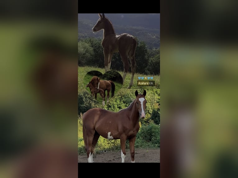 Caballo de deporte español Yegua 2 años Alazán in Boiro