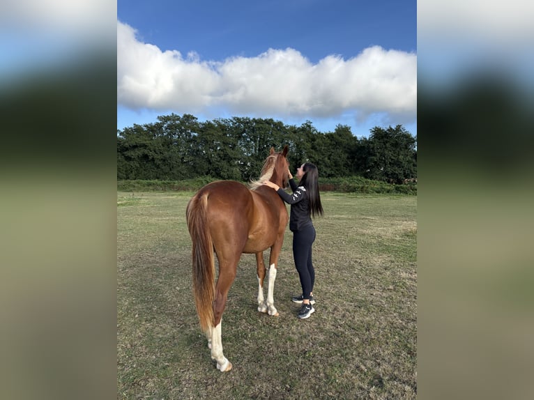 Caballo de deporte español Yegua 2 años Alazán in Boiro