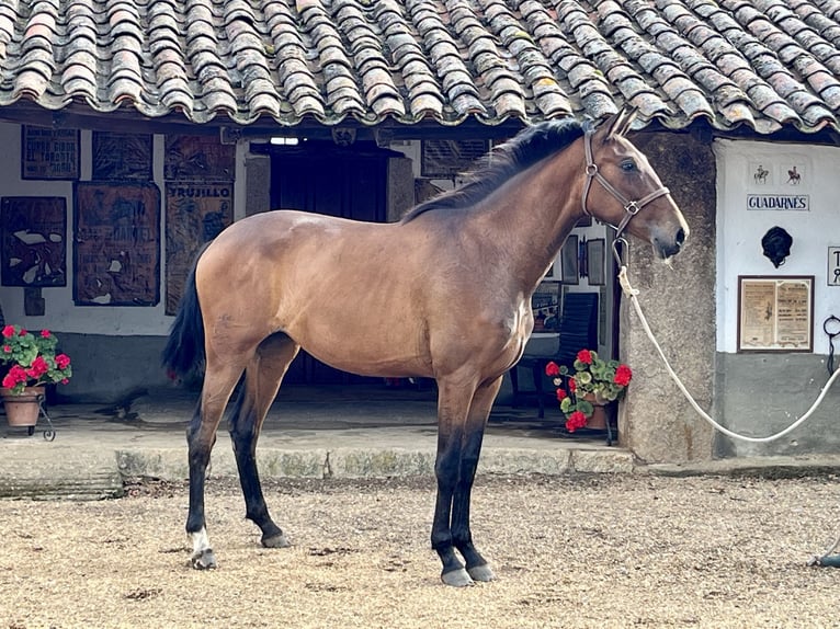 Caballo de deporte español Yegua 2 años Castaño in Sancti Spiritus