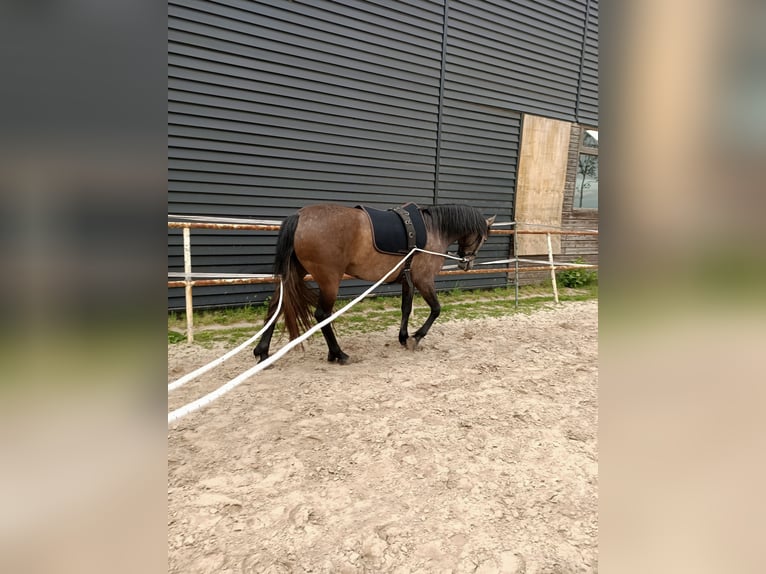 Caballo de deporte español Mestizo Yegua 3 años 150 cm Musgo in Akkrum