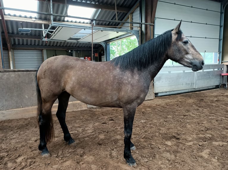 Caballo de deporte español Mestizo Yegua 3 años 150 cm Musgo in Akkrum