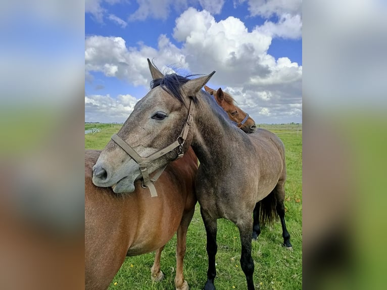 Caballo de deporte español Mestizo Yegua 3 años 150 cm Musgo in Akkrum