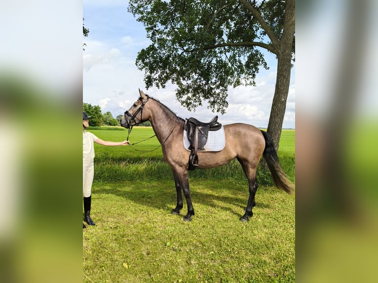 Caballo de deporte español Mestizo Yegua 3 años 150 cm Musgo in Akkrum
