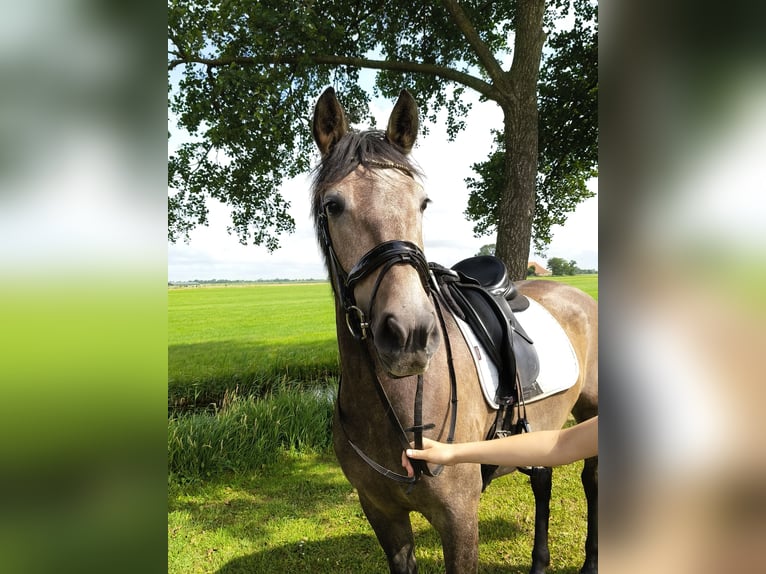 Caballo de deporte español Mestizo Yegua 3 años 150 cm Musgo in Akkrum