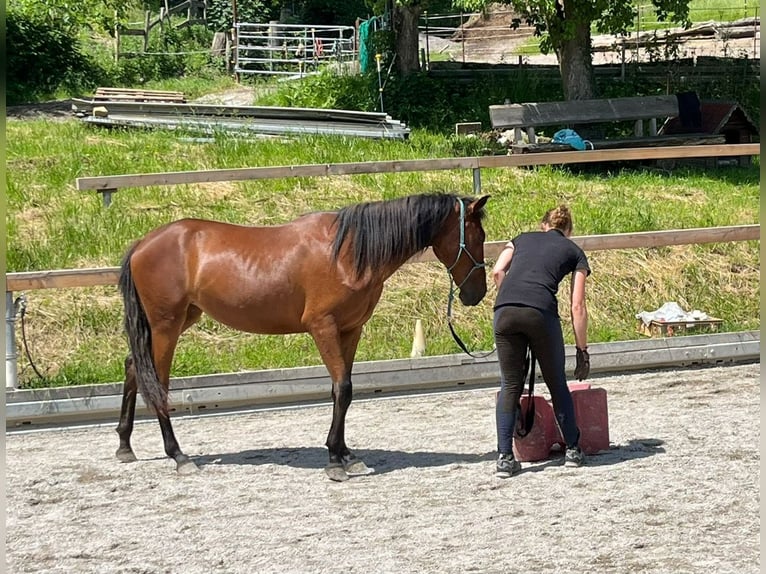 Caballo de deporte español Yegua 3 años 155 cm Bayo in Bad Feilnbach