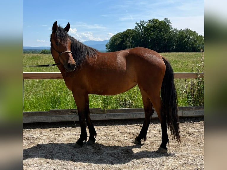 Caballo de deporte español Yegua 3 años 155 cm Bayo in Bad Feilnbach