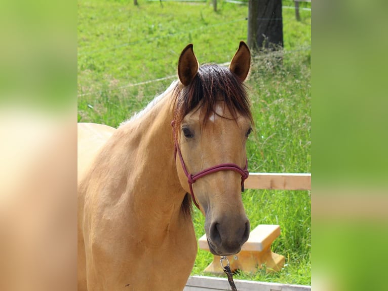 Caballo de deporte español Yegua 3 años 155 cm Bayo in Bad Feilnbach