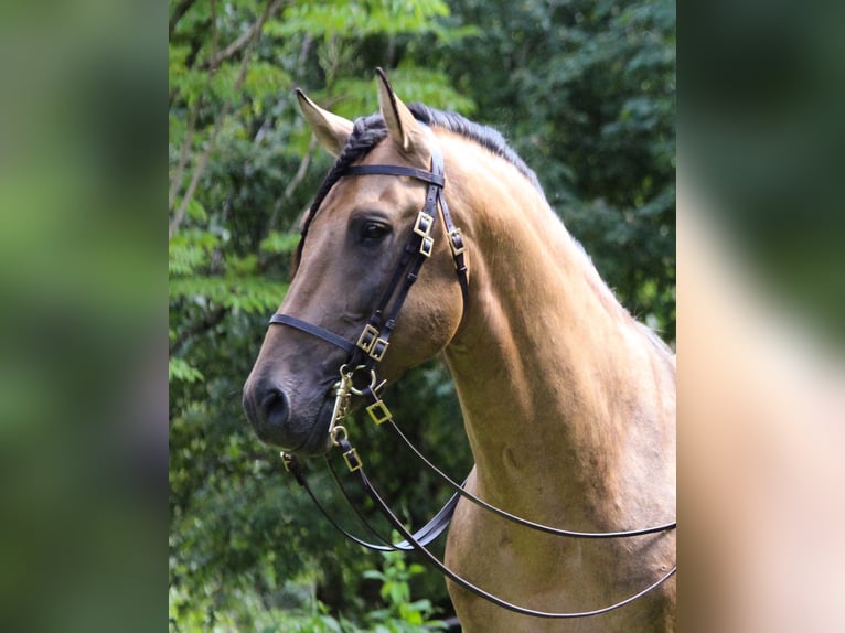 Caballo de deporte español Yegua 3 años 155 cm Bayo in Bad Feilnbach