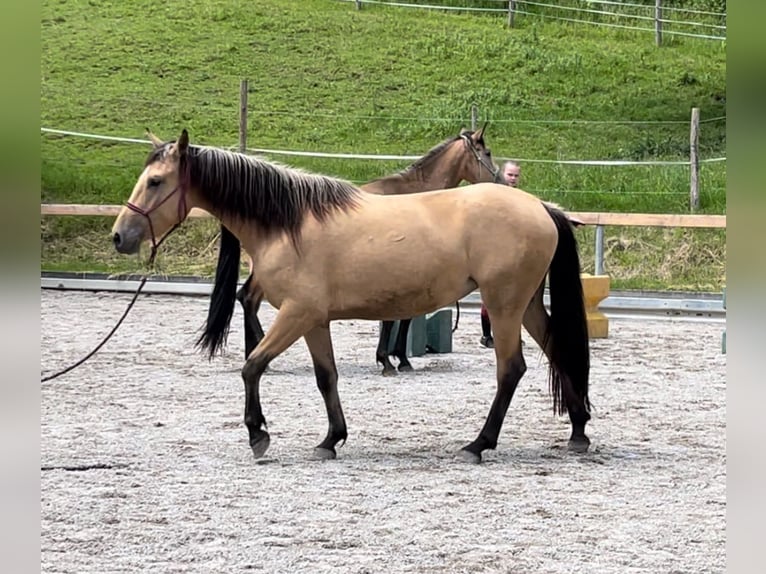 Caballo de deporte español Yegua 3 años 155 cm Bayo in Bad Feilnbach