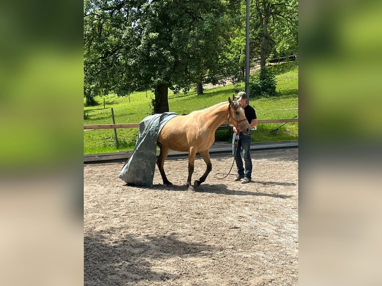 Caballo de deporte español Yegua 3 años 155 cm Bayo in Bad Feilnbach