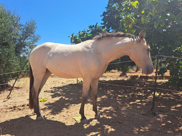 Caballo de deporte español Mestizo Yegua 3 años 160 cm Bayo in Almonte