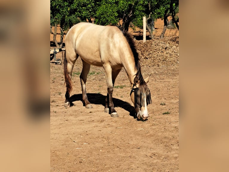 Caballo de deporte español Mestizo Yegua 3 años 160 cm Bayo in Almonte