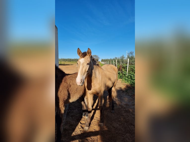 Caballo de deporte español Mestizo Yegua 3 años 160 cm Bayo in Almonte