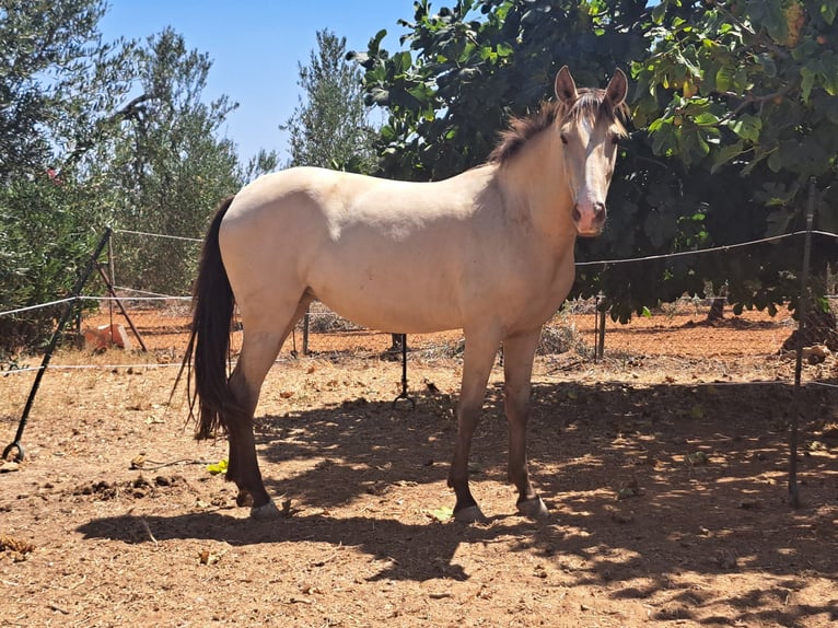 Caballo de deporte español Mestizo Yegua 3 años 160 cm Bayo in Almonte