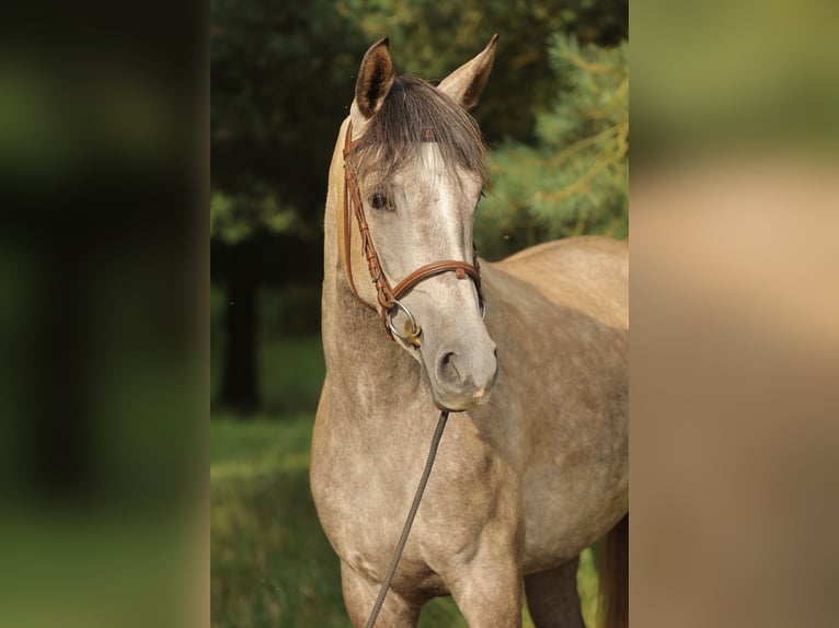 Caballo de deporte español Yegua 3 años 160 cm Tordo in Eickhog